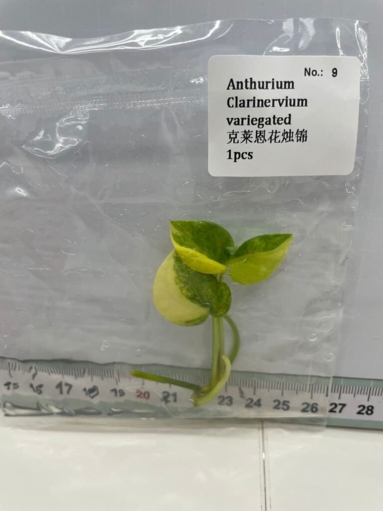 Anthurium Clarinervium Variegated tissue culture plantlet in sterile container