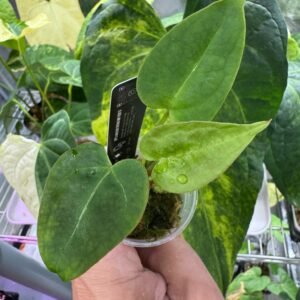 Anthurium Cleopatra x Purple Spider starter plant with velvety green heart-shaped leaves in hand