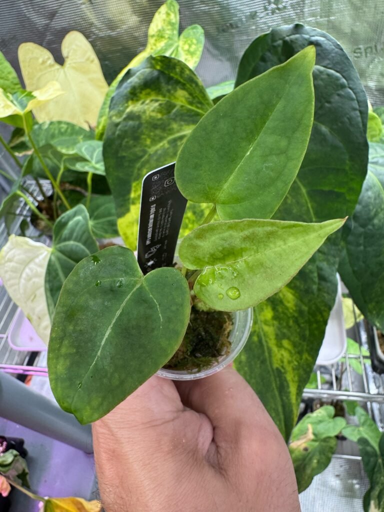 Anthurium Cleopatra x Purple Spider starter plant with velvety green heart-shaped leaves in hand