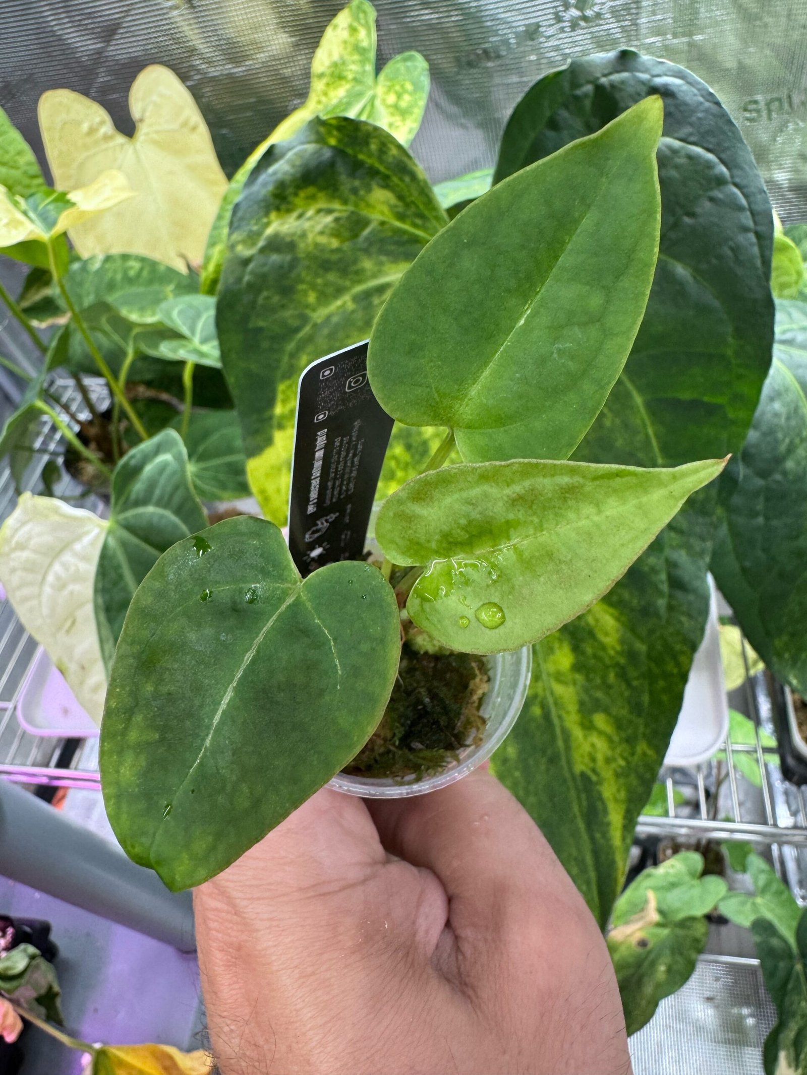 Anthurium Cleopatra x Purple Spider starter plant with velvety green heart-shaped leaves in hand