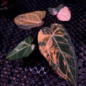 Exact Select Anthurium Crystallinum Marble x Twilight Armor bvit zm purple with peach-pink marble variegation in black pot