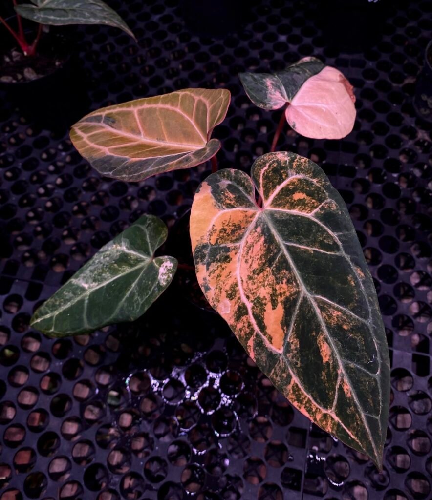 Exact Select Anthurium Crystallinum Marble x Twilight Armor bvit zm purple with peach-pink marble variegation in black pot