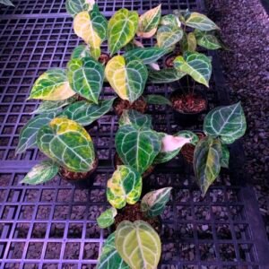 Grower's Choice tray of Anthurium Crystallinum Variegated starters with cream and yellow variegation and silver veins