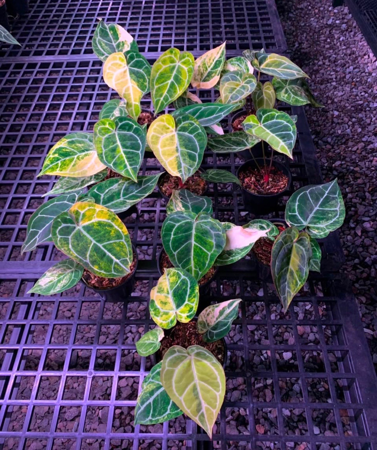 Grower's Choice tray of Anthurium Crystallinum Variegated starters with cream and yellow variegation and silver veins