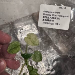 Anthurium Dark Phoenix Mint Variegated tissue culture plantlet in sterile container