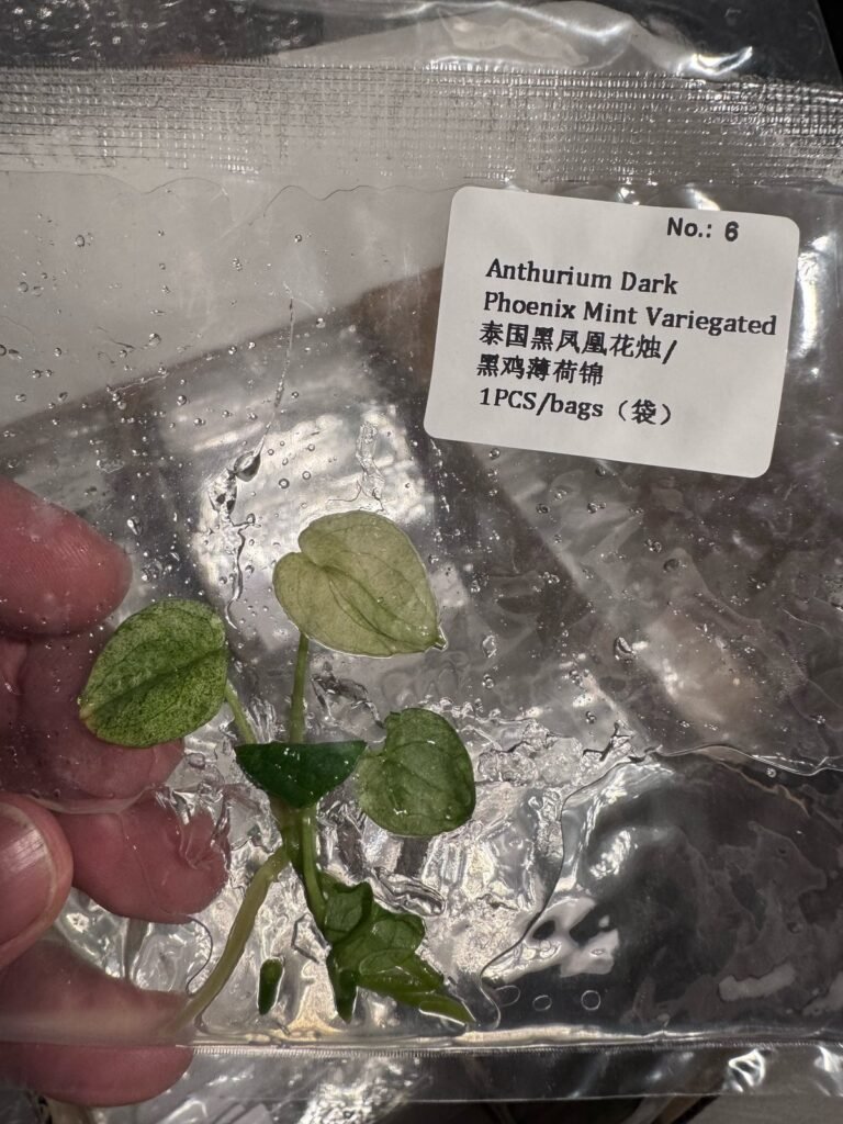 Anthurium Dark Phoenix Mint Variegated tissue culture plantlet in sterile container