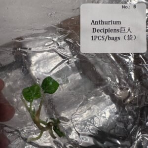 Anthurium Decipiens tissue culture plantlet in sterile container