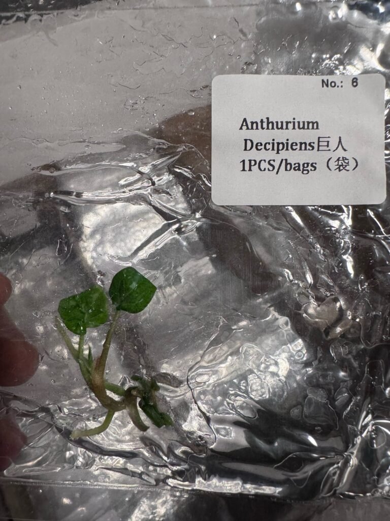 Anthurium Decipiens tissue culture plantlet in sterile container