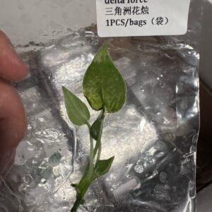 Anthurium Delta Force tissue culture plantlet in sterile container