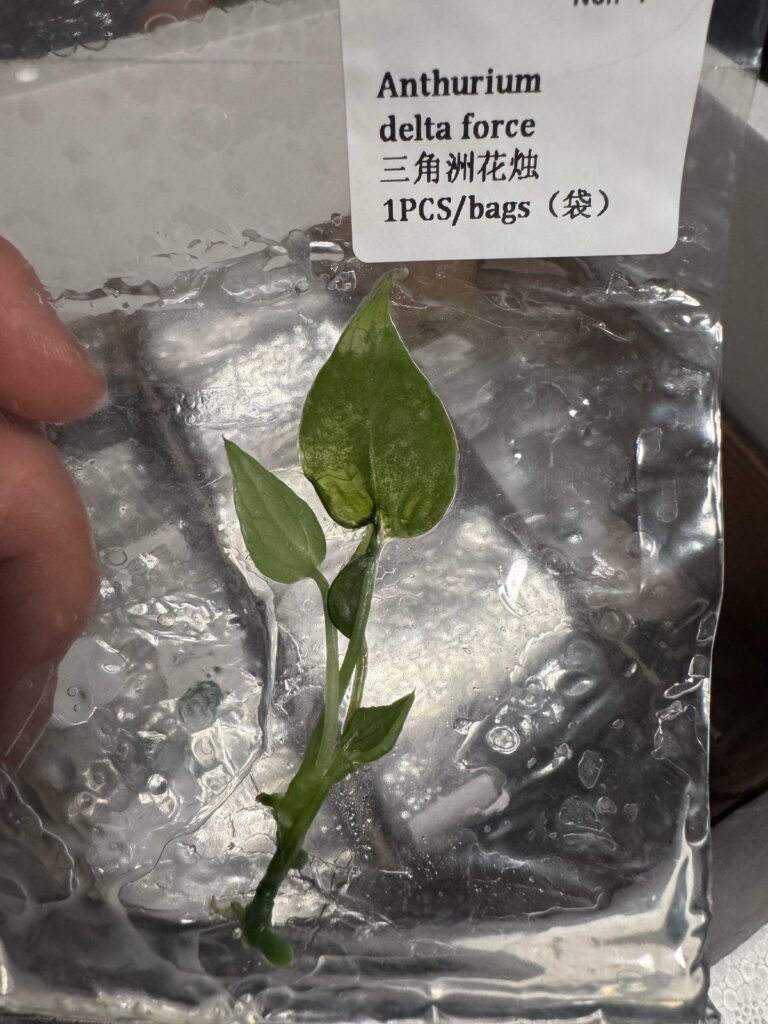 Anthurium Delta Force tissue culture plantlet in sterile container
