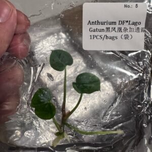 Anthurium DF x Lago Gatun tissue culture plantlet in sterile container