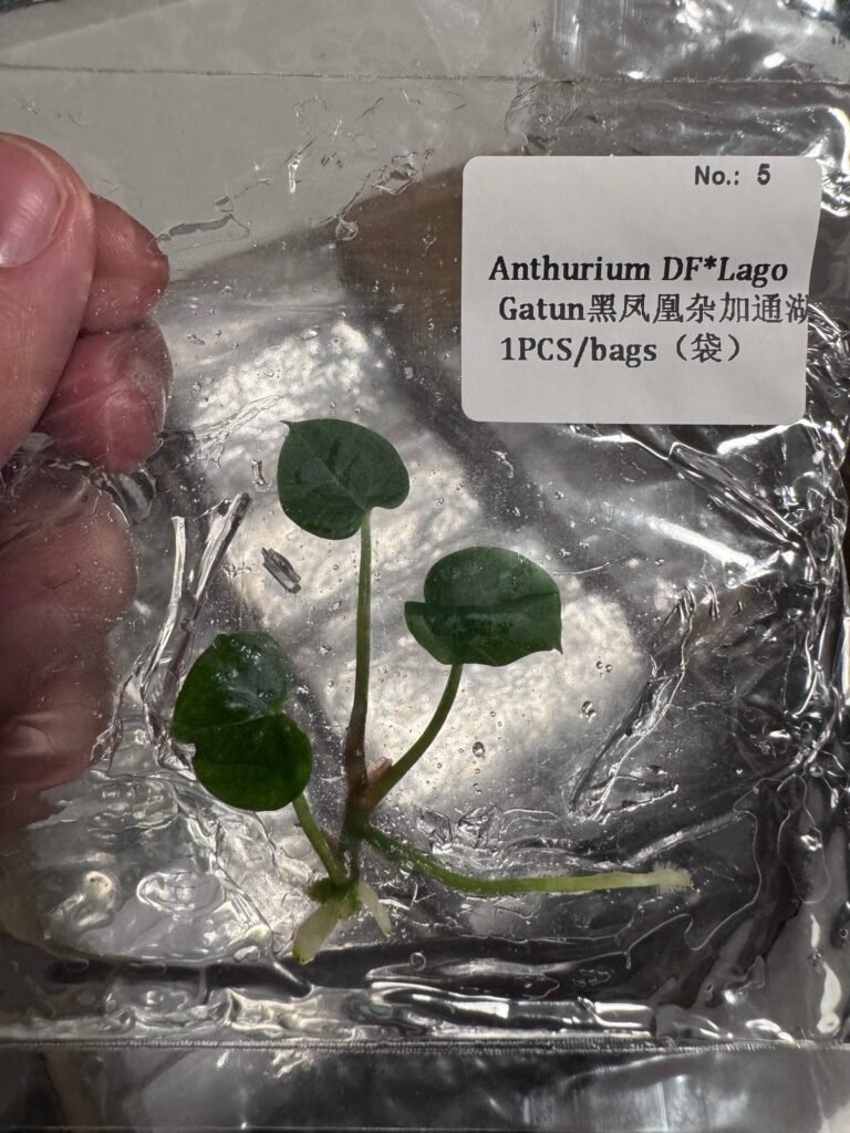 Anthurium DF x Lago Gatun tissue culture plantlet in sterile container