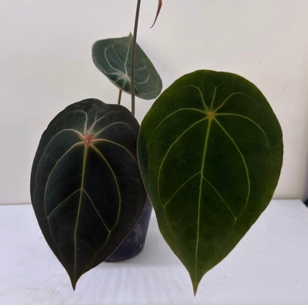 Anthurium Forgetii x Red Spider exact plant, flowering size