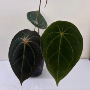 Anthurium Forgetii x Red Spider exact plant, flowering size