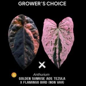 Grower's Choice Anthurium Golden Sunrise AOS Tezula x Flamingo Bird Non Var parent foliage graphic