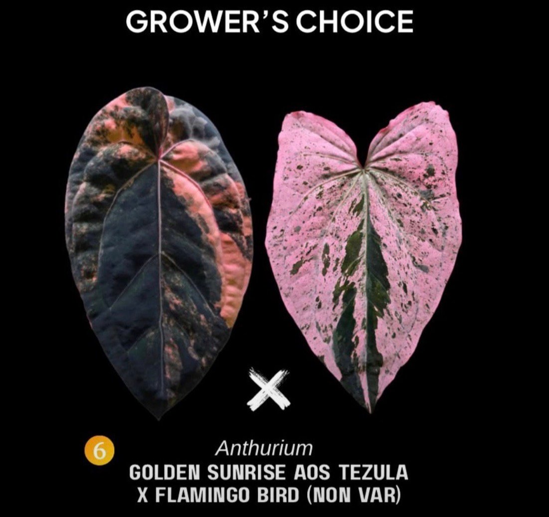 Grower's Choice Anthurium Golden Sunrise AOS Tezula x Flamingo Bird Non Var parent foliage graphic