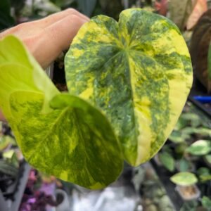 Exact Anthurium Heart of Luck Variegated plant with lemon-yellow and green marbled heart-shaped leaves held in hand