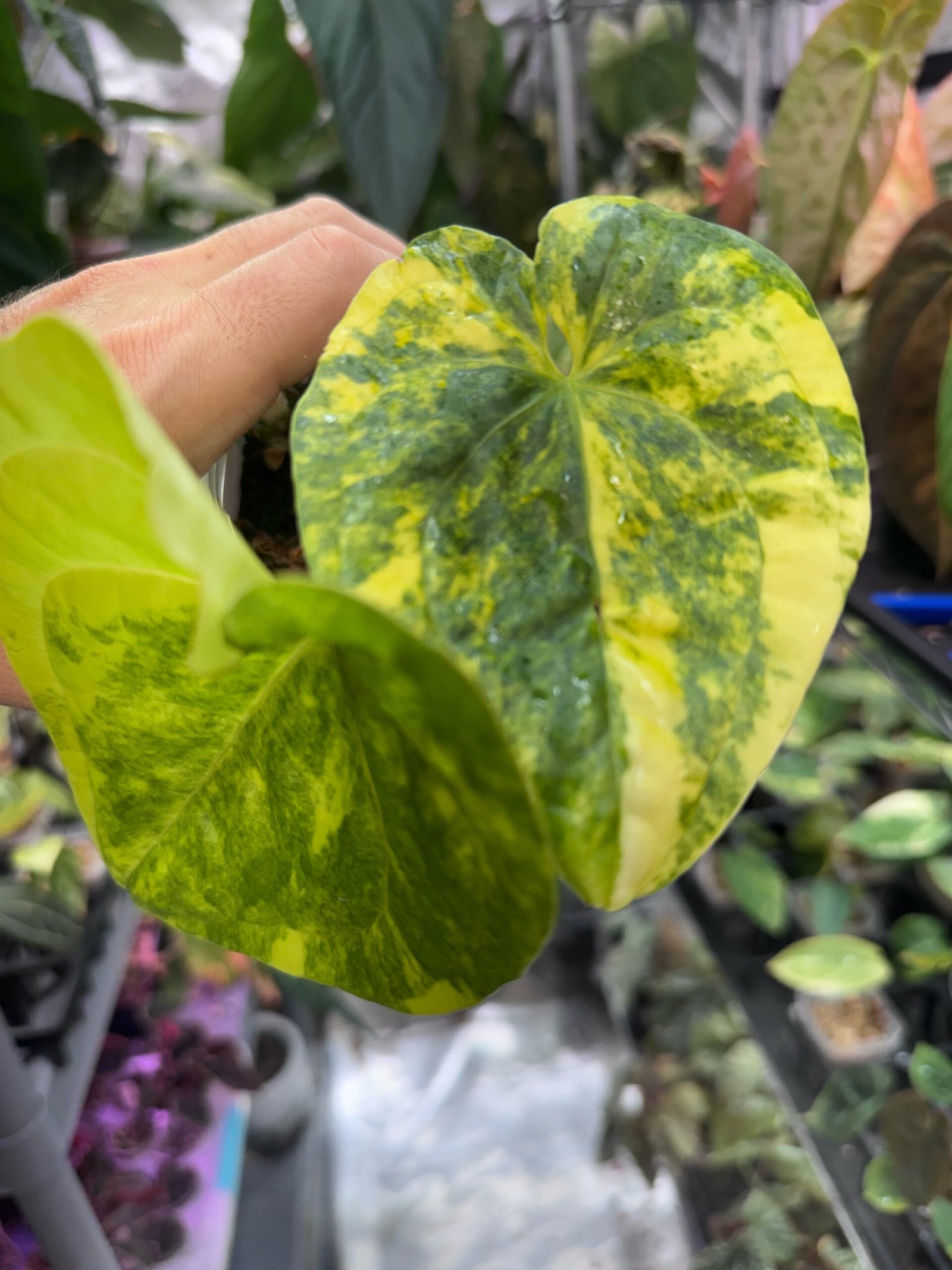 Exact Anthurium Heart of Luck Variegated plant with lemon-yellow and green marbled heart-shaped leaves held in hand