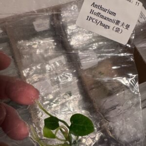 Anthurium Hoffmannii tissue culture plantlet in sterile container