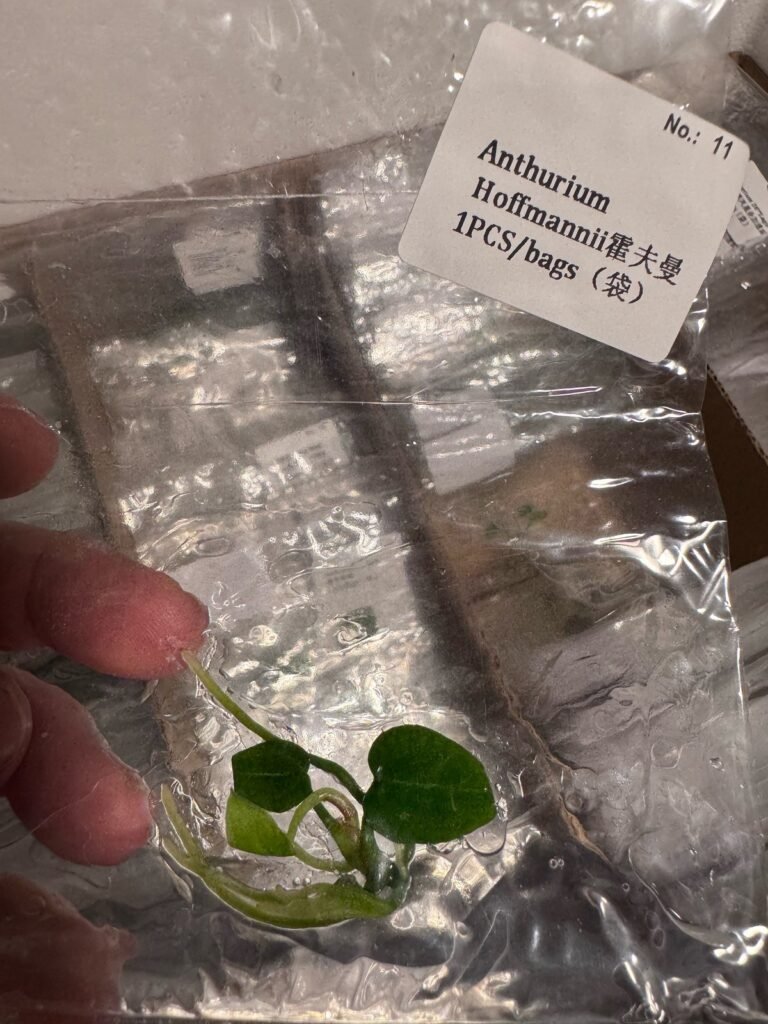 Anthurium Hoffmannii tissue culture plantlet in sterile container