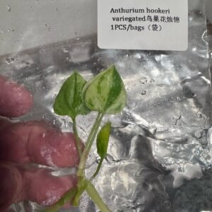 Anthurium Hookeri Variegated tissue culture plantlet in sterile container