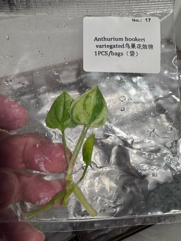 Anthurium Hookeri Variegated tissue culture plantlet in sterile container