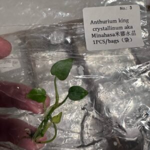 Anthurium King Crystallinum Aka Minahasa tissue culture plantlet in sterile container