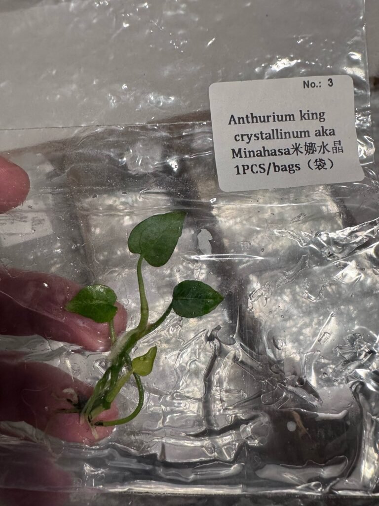 Anthurium King Crystallinum Aka Minahasa tissue culture plantlet in sterile container