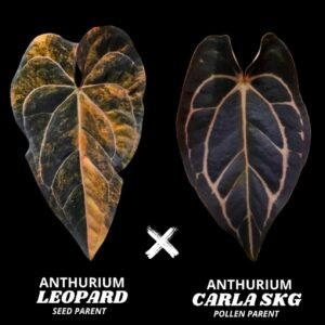 Anthurium Leopard seed parent x Carla SKG pollen parent cross graphic