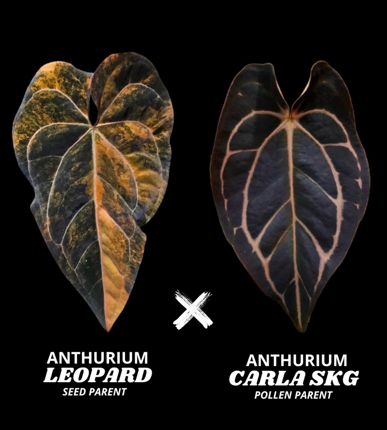 Anthurium Leopard seed parent x Carla SKG pollen parent cross graphic
