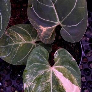 Exact Plant #1 Anthurium Magni Var x Porti with cream sectoral variegation and pale veins on dark green leaves
