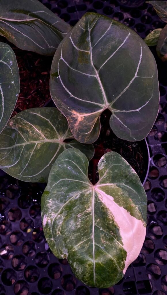 Exact Plant #1 Anthurium Magni Var x Porti with cream sectoral variegation and pale veins on dark green leaves