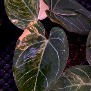 Exact Plant #2 Anthurium Magni Var x Porti with cream and lime marbled variegation on velvety dark green leaves