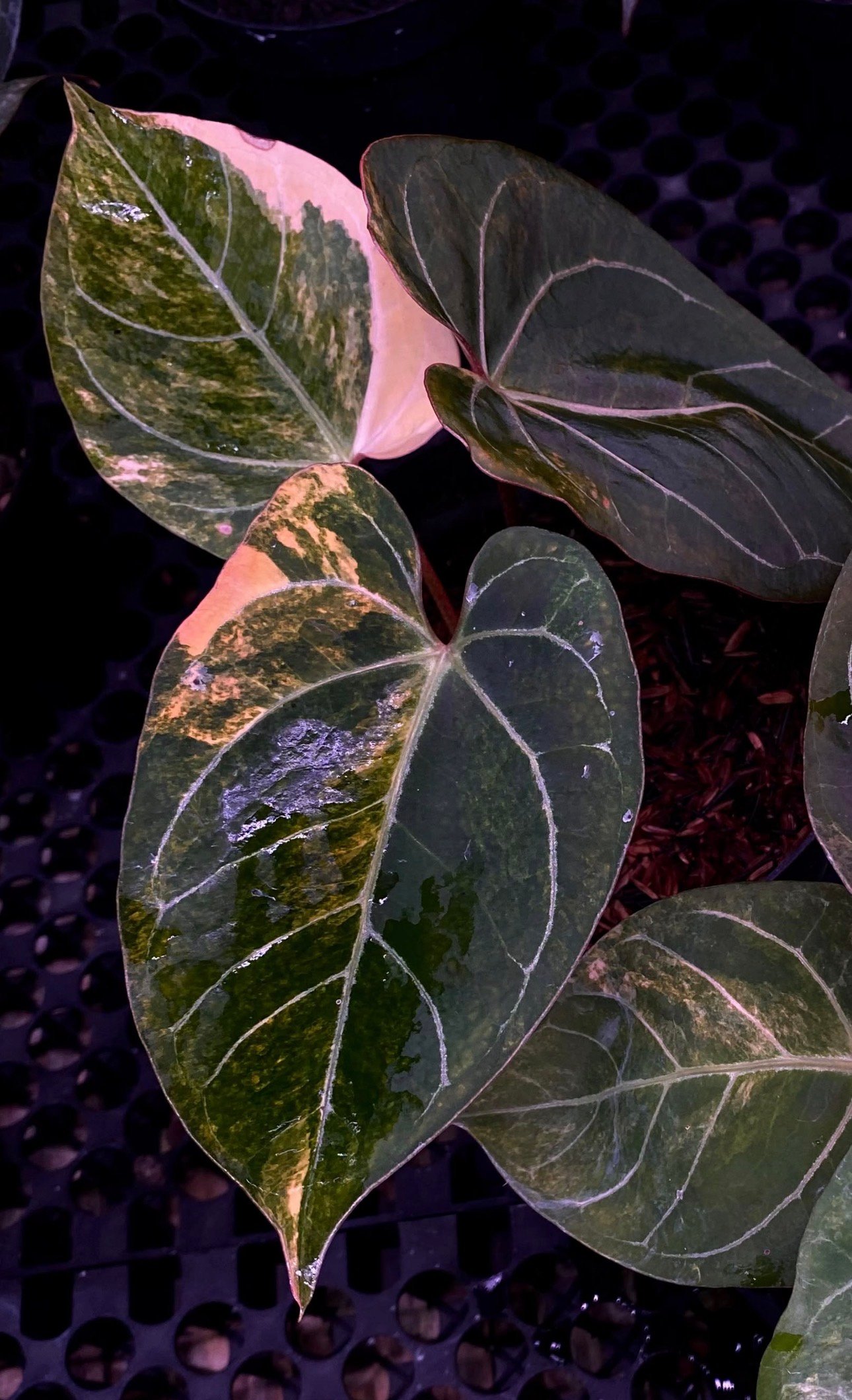 Exact Plant #2 Anthurium Magni Var x Porti with cream and lime marbled variegation on velvety dark green leaves