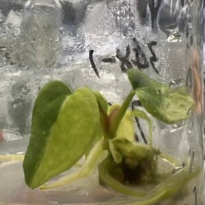 Anthurium Magnificum x Crystallinum Dark Form Variegated tissue culture plantlet in sterile container