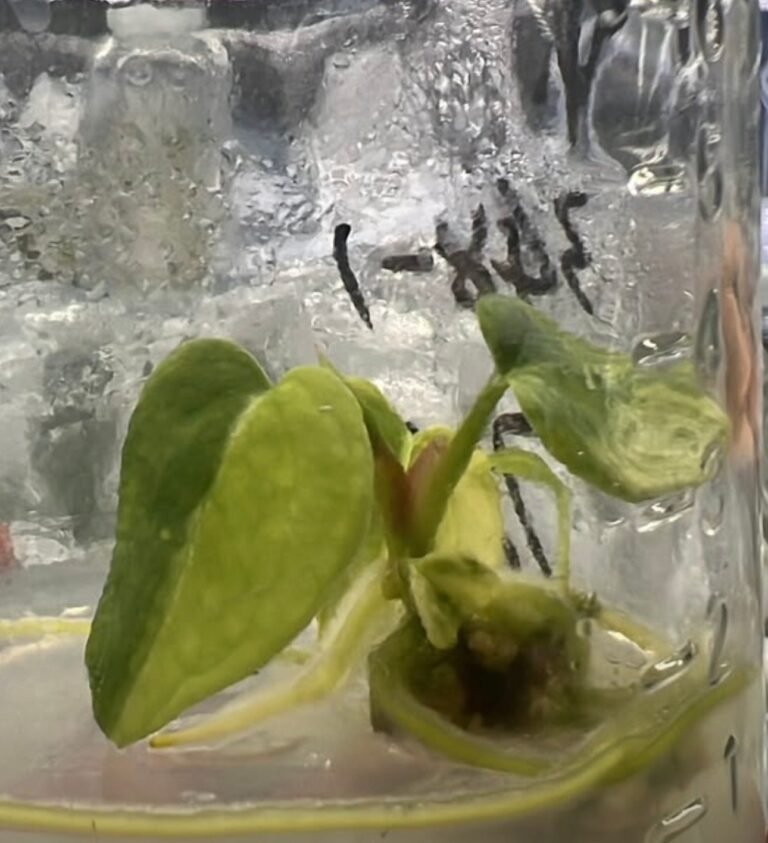 Anthurium Magnificum x Crystallinum Dark Form Variegated tissue culture plantlet in sterile container