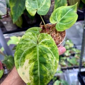 Exact Plant #799 Anthurium Magnificum x RVDP Var with cream sectoral variegation and marbled green leaf held in hand
