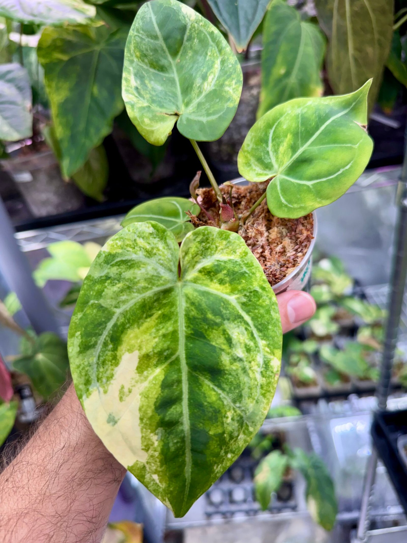 Exact Plant #799 Anthurium Magnificum x RVDP Var with cream sectoral variegation and marbled green leaf held in hand
