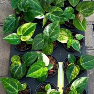 Grower's Choice tray of Anthurium Megatron x Domino Var starter plants showing range of white and cream variegation