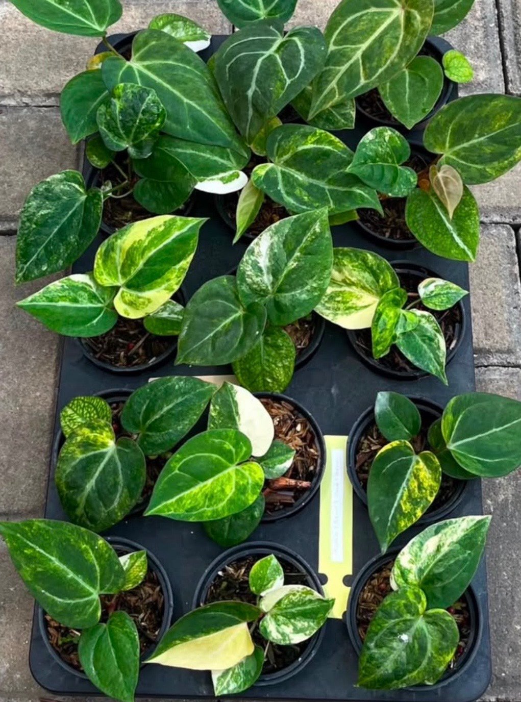 Grower's Choice tray of Anthurium Megatron x Domino Var starter plants showing range of white and cream variegation