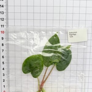 Anthurium Papi tissue culture plantlet in sterile container