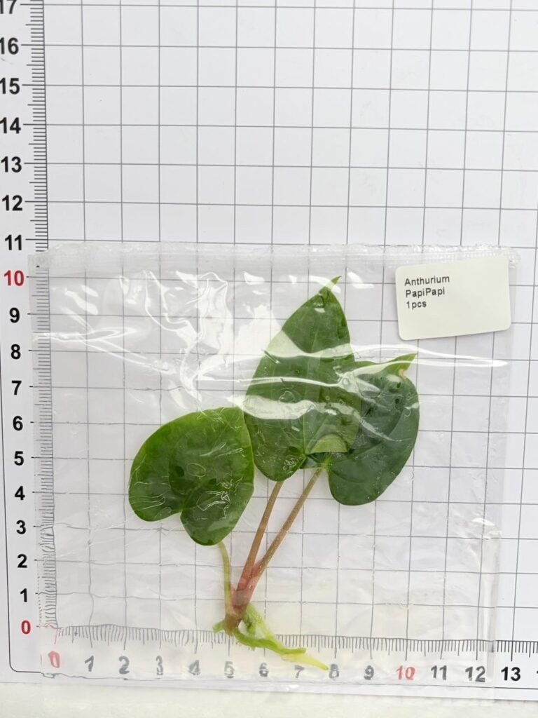 Anthurium Papi tissue culture plantlet in sterile container