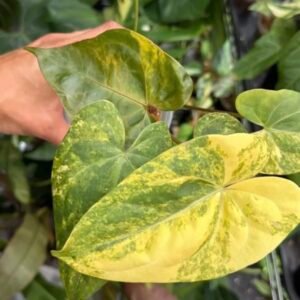 Exact Plant #867 Anthurium Papillilaminum Red Stem Variegated with yellow and green marbled heart-shaped leaves