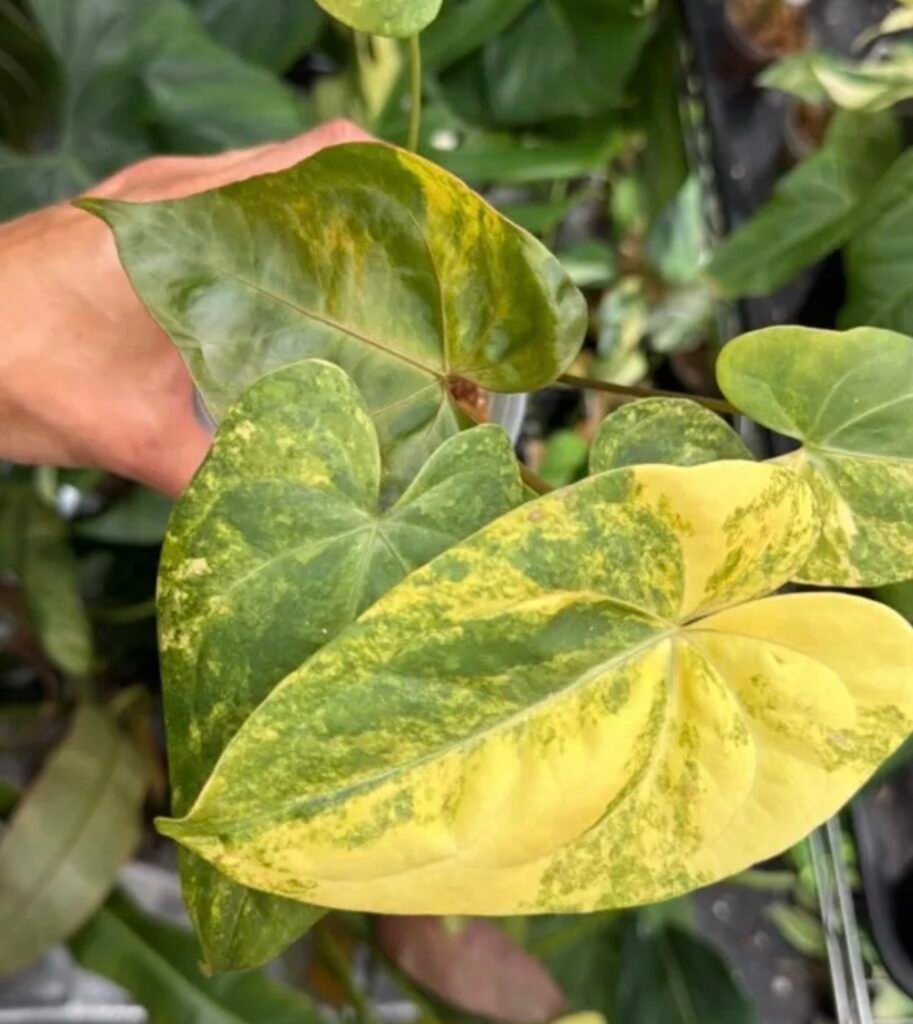 Exact Plant #867 Anthurium Papillilaminum Red Stem Variegated with yellow and green marbled heart-shaped leaves