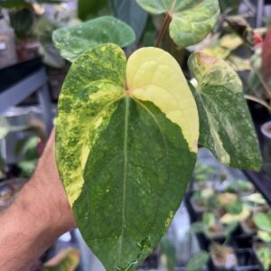 Exact Anthurium Papillilaminum Variegated x Red Dark Phoenix plant pictured for sale