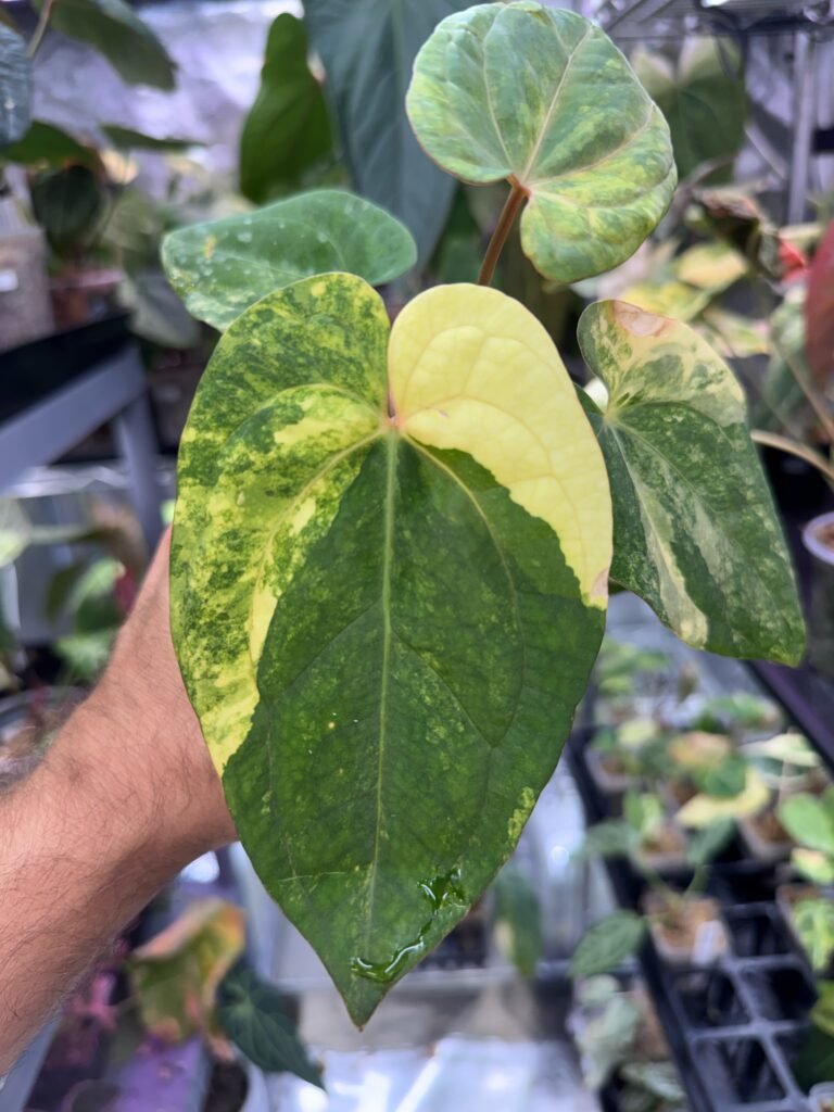 Exact Anthurium Papillilaminum Variegated x Red Dark Phoenix plant pictured for sale