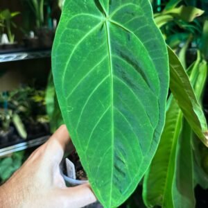 Exact Anthurium Papillilaminum x Warocqueanum plant pictured for sale