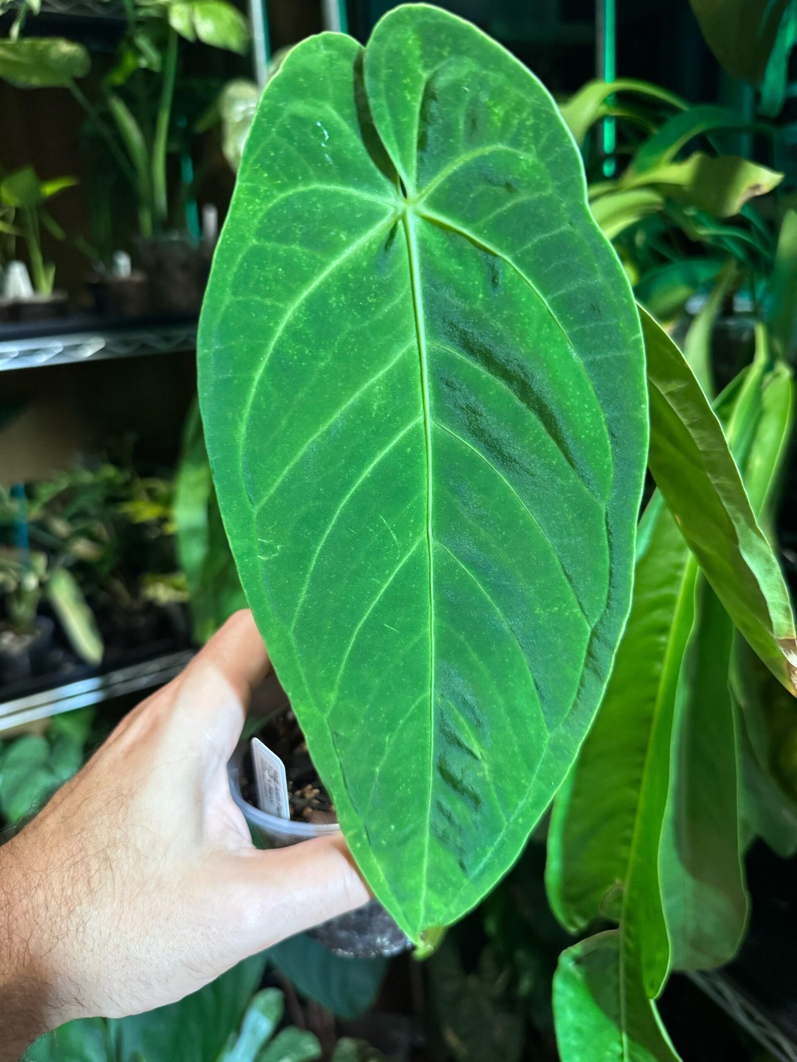 Exact Anthurium Papillilaminum x Warocqueanum plant pictured for sale