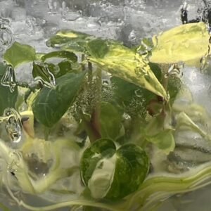 Anthurium Queen of Hearts Variegated tissue culture plantlet in sterile container