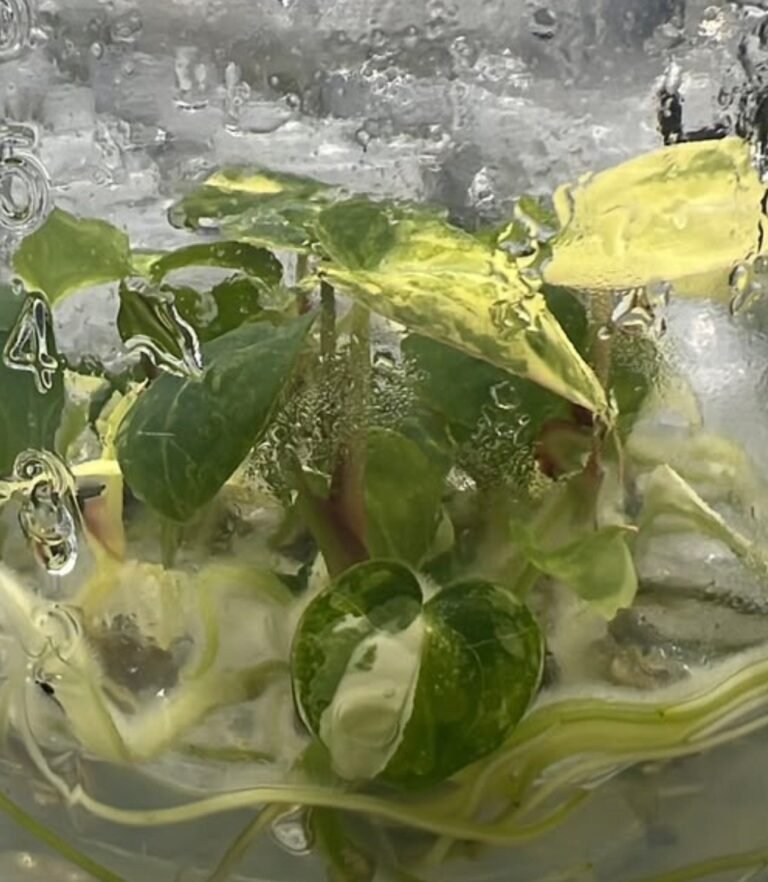 Anthurium Queen of Hearts Variegated tissue culture plantlet in sterile container